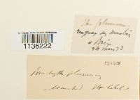 Brachythecium plumosum image