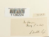 Brachythecium plumosum image