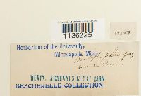 Brachythecium plumosum image