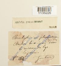 Brachythecium plumosum image