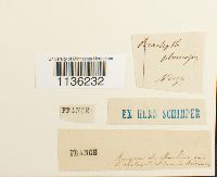 Brachythecium plumosum image