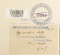 Hypnum pratense image