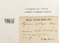 Hypnum pratense image