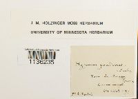 Hypnum pratense image