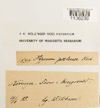 Hypnum pratense image