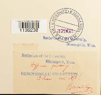 Hypnum pratense image