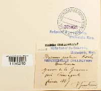 Hypnum pratense image