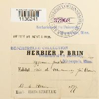 Hypnum pratense image