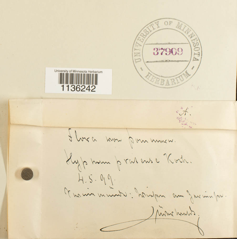 Hypnum pratense image