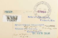 Hypnum pratense image