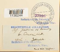 Hypnum pratense image