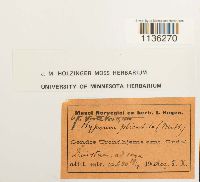 Hypnum revolutum image