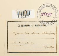 Hypnum revolutum image