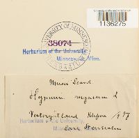 Rhytidium rugosum image