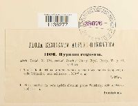 Rhytidium rugosum image