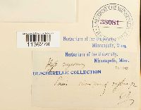 Rhytidium rugosum image