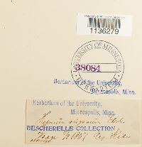 Rhytidium rugosum image