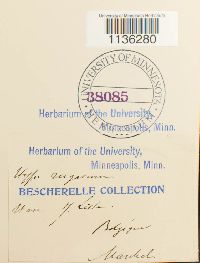 Rhytidium rugosum image