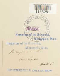 Rhytidium rugosum image