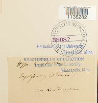 Rhytidium rugosum image