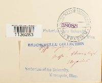 Rhytidium rugosum image