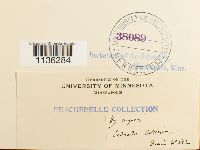 Rhytidium rugosum image