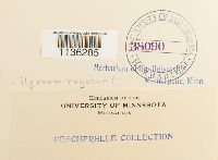 Rhytidium rugosum image