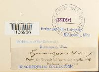 Rhytidium rugosum image