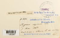 Rhytidium rugosum image