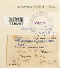 Rhytidium rugosum image