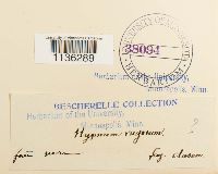 Rhytidium rugosum image