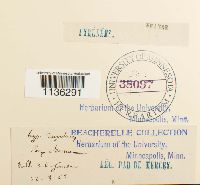 Rhytidium rugosum image