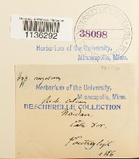 Rhytidium rugosum image