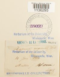 Rhytidium rugosum image