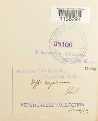 Rhytidium rugosum image