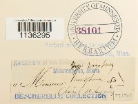 Rhytidium rugosum image