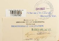 Rhytidium rugosum image