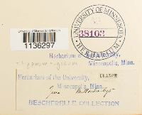 Rhytidium rugosum image