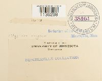 Rhytidium rugosum image