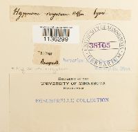 Rhytidium rugosum image