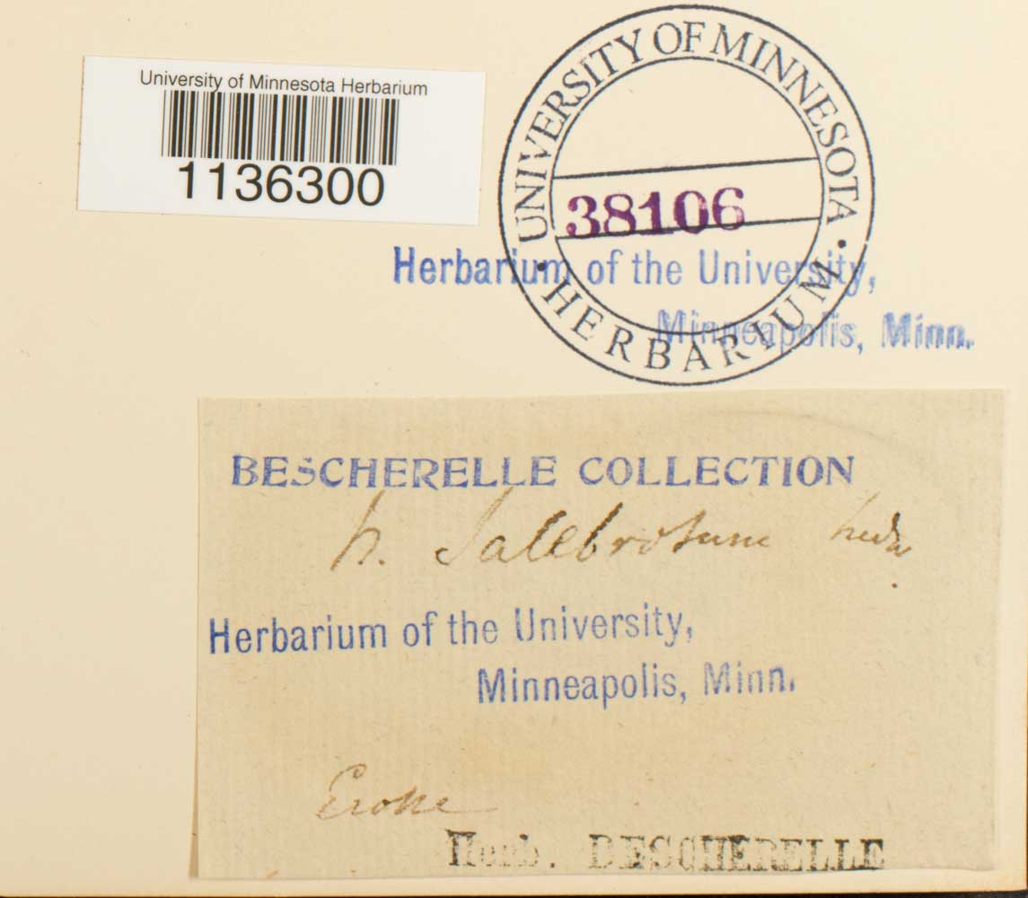 Brachythecium salebrosum var. salebrosum image