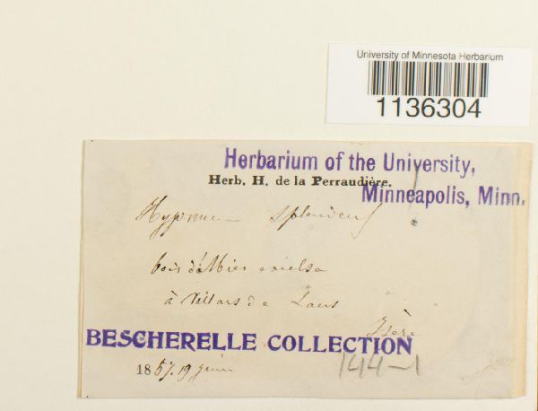 Pleurozium splendens image