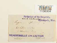 Media resource of Pleurozium splendens