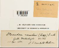 Hypnum vaucheri image