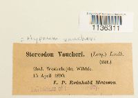 Hypnum vaucheri image