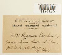 Hypnum vaucheri image