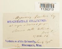 Hypnum vaucheri image