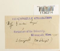 Hypnum vaucheri image