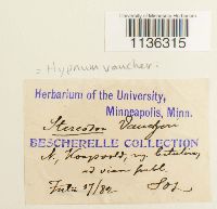 Hypnum vaucheri image