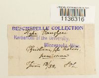 Hypnum vaucheri image